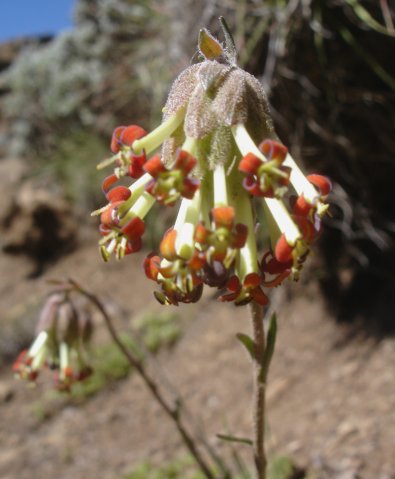 Glumicalyx nutans flowers